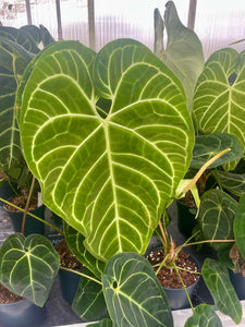 Anthurium Regale – Rare Tropical Beauty – Available in 6 cm and 12 cm Pot  Sizes – Plantlovers