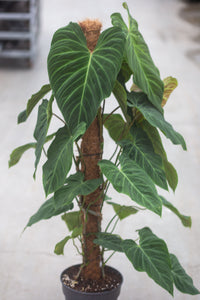 philodendron verrucosum melanochrysum hybrid ShShop Philodendron Splendid
