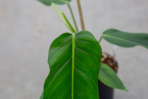 Philodendron Lehmannii