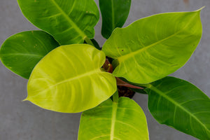Philodendron Lemon/lime