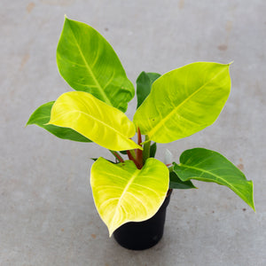 lemon lime philodendron variegated Philodendron Lemon/lime – Plantlovers