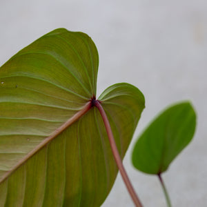 philodendron lynamii for sale Philodendron lynamii – Plantlovers