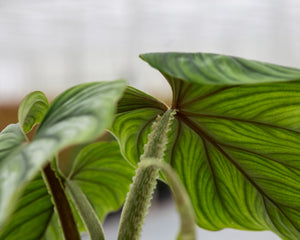 philodendron plowmanii petiole Philodendron plowmanii – Beautiful Tropical Plant – Available Beginning of May – Plantlovers