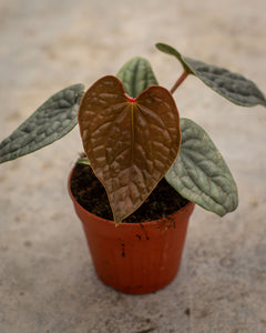 exotic anthurium Anthurium Luxurians – Exotic Tropical Plant with Luxurious Foliage – Plantlovers