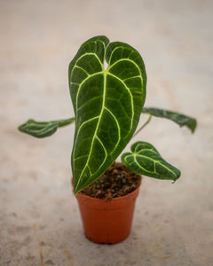 anthurium regale planta de casa Anthurium Regale – Rare Tropical Beauty – Available in 6 cm and 12 cm Pot Sizes – Plantlovers