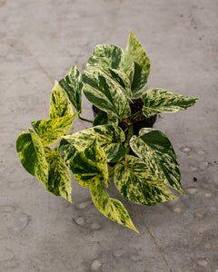 variegated marble pothos Epipremnum Marble Queen – Elegant Variegated Houseplant with Heart-Shaped Leaves – Plantlovers