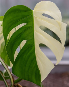 Monstera deliciosa variegata  Plantlovers