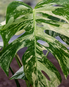 Monstera deliciosa variegata  Plantlovers