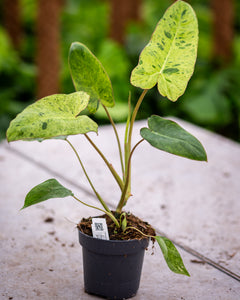 philodendron size Philodendron Paraiso Verde – Rare Aroid with Bold Marbled Leaves