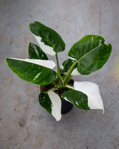 philodendron princess white Philodendron 69686 – Rare Aroid with Deeply Lobed Leaves
