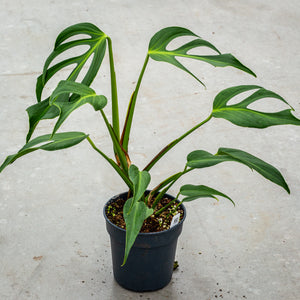 Monstera Burle Marx Flame | 12cm Pot | Unique Houseplant