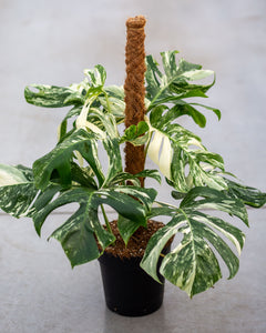 Monstera Variegata - highly variegated - we pick your plant