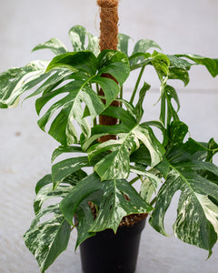 Monstera Variegata - optimally variegated - we pick your plant