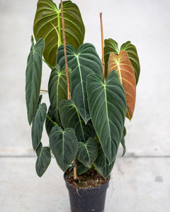 philodendron melano Buy Philodendron Melanochrysum