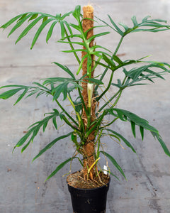 Philodendron Elegans - 2 plantes ensemble en pot taille 17