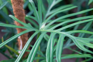 Philodendron Elegans - 2 plantes ensemble en pot taille 17