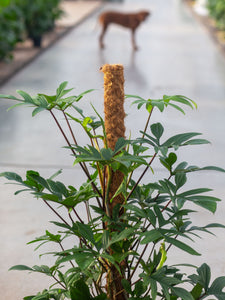 philodendron pedatum reindeer Shop Philodendron Pedatum - 100cm