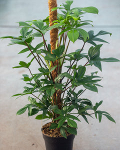 philodendron pedatum reindeer Shop Philodendron Pedatum - 100cm