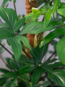 philodendron pedatum price Shop Philodendron Pedatum - 100cm