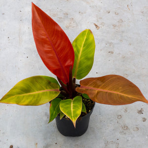 philodendron prince of orange watering Philodendron Prince of Orange – colourful houseplant – Plantlovers