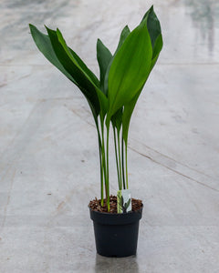 anthurium hoffmannii Anthurium Indo Hoffmannii X x sp. nov Darién (besseae aff.), CAR-0281 –  Carnivero