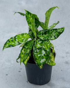 aglaonema premium Aglaonema pictum 'Tricolor' – Pot Size 12 (Premium Collector's Plant) – Plantlovers