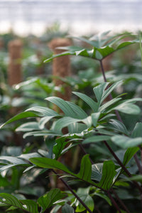 philodendron pedatum reindeer Shop Philodendron Pedatum - 100cm