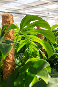 philodendron fuzzy petiole variegata Philodendron sp. 