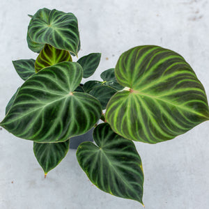 Philodendron verrucosum “incensi” – Plantlovers