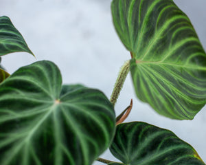 Philodendron verrucosum “incensi” – Plantlovers