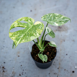 Monstera deliciosa 'Mint' – Rare Tropical Plant with Mint-Green Leaves –  Plantlovers