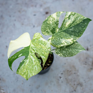 Monstera deliciosa 'Mint' – Rare Tropical Plant with Mint-Green Leaves –  Plantlovers