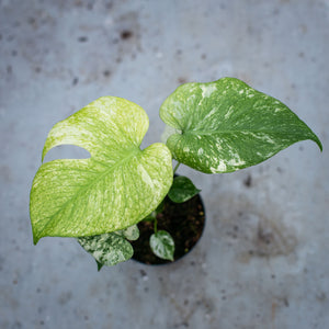 Monstera deliciosa 'Mint' – Rare Tropical Plant with Mint-Green Leaves –  Plantlovers