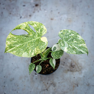 Monstera deliciosa 'Mint' – Rare Tropical Plant with Mint-Green