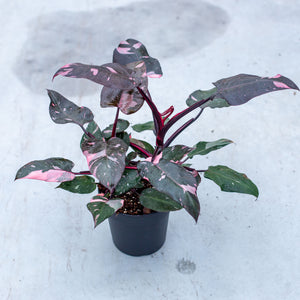 pink princess philodendron seeds Philodendron Pink Princess – Plantlovers