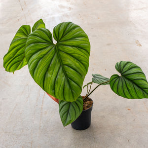 Philodendron 'Colombia' | Easy Care Trailing Plant
