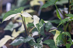 Syngonium podophyllum 'albo variegata'