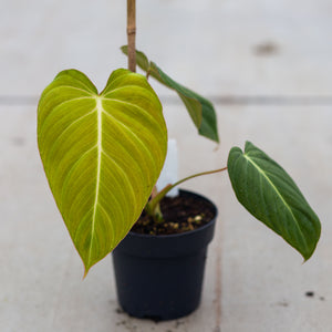 philodendron glorious Shop Philodendron Glorious - Potsize 12