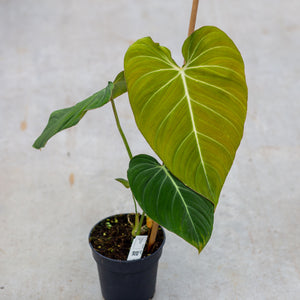 philodendron gloriosum x melanochrysum Shop Philodendron Glorious - Potsize 12