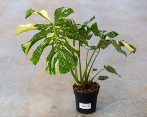 Monstera Thai Constellation - plantes individuelles - taille du pot 21