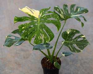 Monstera Thai Constellation - individual plants - pot size 21
