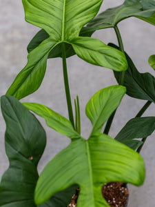 philodendron bipennifolium schott Buy Large Philodendron Bipennifolium
