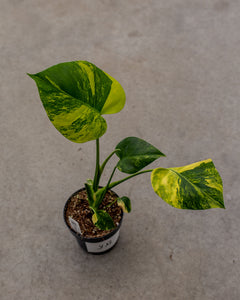 seltene monstera kaufen Monstera aurea – Seltene tropische Pflanze mit goldgelbem Laub – 12 cm  Topfgröße – Plantlovers