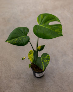 Monstera aurea – Seltene tropische Pflanze mit goldgelbem Laub – 12 cm  Topfgröße – Plantlovers