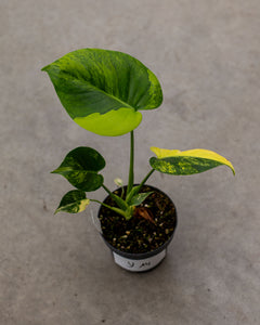 golden monstera plant Monstera aurea – Rare Tropical Plant with Golden-Yellow Foliage – 12 cm Pot Size – Plantlovers