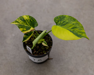 Monstera aurea – Rare Tropical Plant with Golden-Yellow Foliage