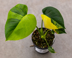 モンステラ・ポトス Yellow Monster (Mature plant) Variegated Yellow Marilyn Monstera Plant, 4