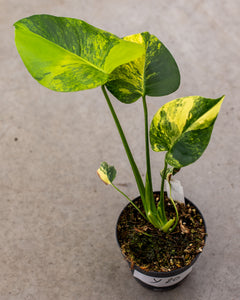 Monstera aurea – Rare Tropical Plant with Golden-Yellow Foliage