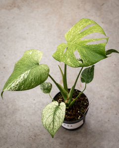 Monstera deliciosa 'Mint' – Rare Tropical Plant with Mint-Green