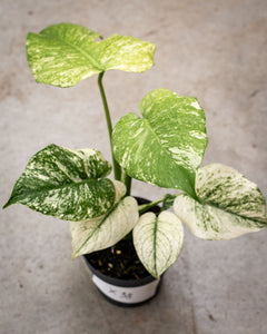 Monstera deliciosa 'Mint' – Rare Tropical Plant with Mint-Green